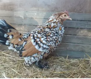 Booted Bantam