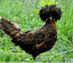 Polish Bantam Chicken