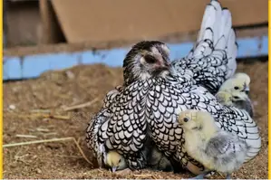 Sebright Bantam Chicken