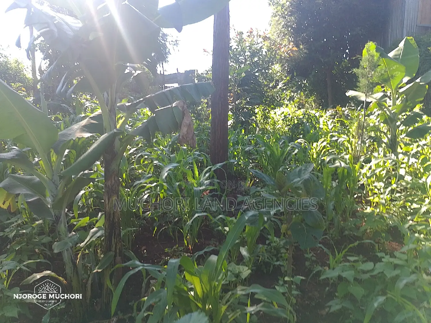 1/2 Acre Kerwa