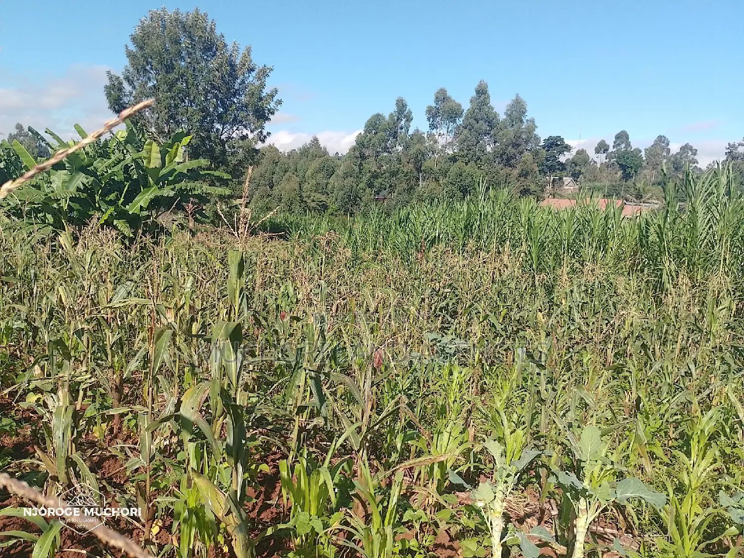 1/2 Acre Kerwa