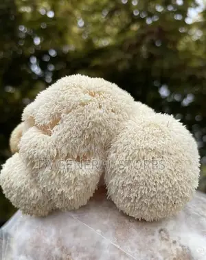 Lion's Mane