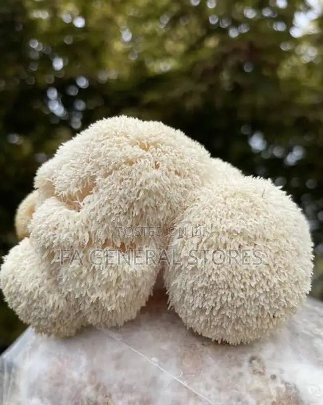 Lion's Mane