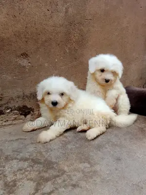 1-3 months Male Purebred Havanese