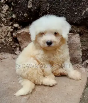 1-3 months Female Purebred Havanese