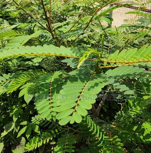Sesbania Sesban Fodder Tree 100 Seedlings