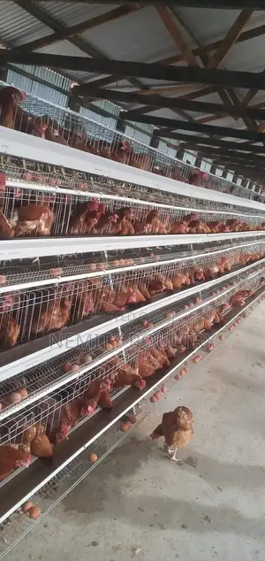 Chicken Cages 128 Layers