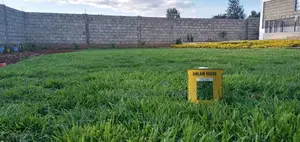 Kikuyu Grass Seeds - 100 Grams