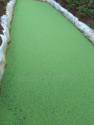 Azolla Super Starter Kit - 10kg