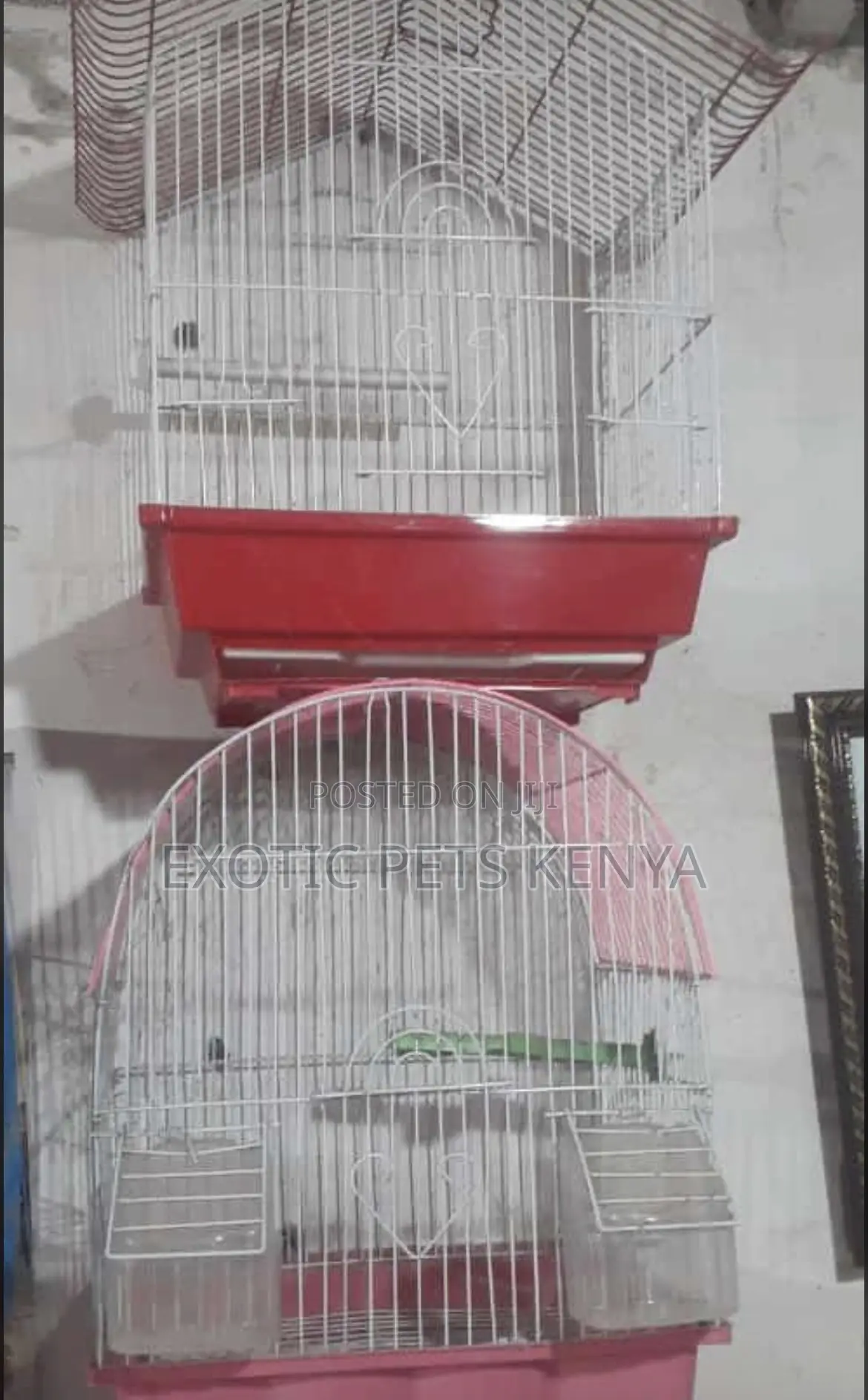 Bird Cages