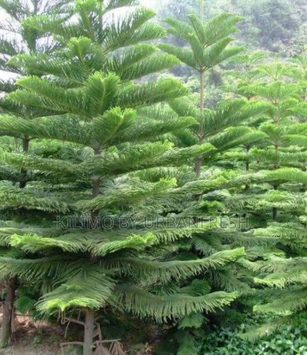 Araucaria Tree Seedlings Moq 10.