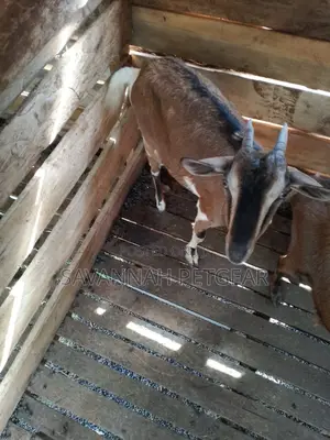 German Alpine Goat -Pure Breed Female
