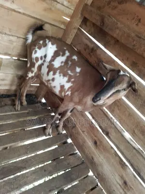 Dairy Goat Cross Breed of German Alpine and Saanen for Sale