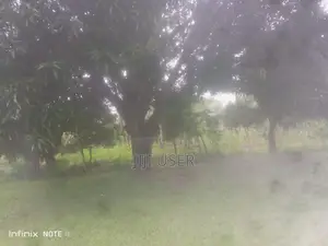Cashew Nut Farm for Sale