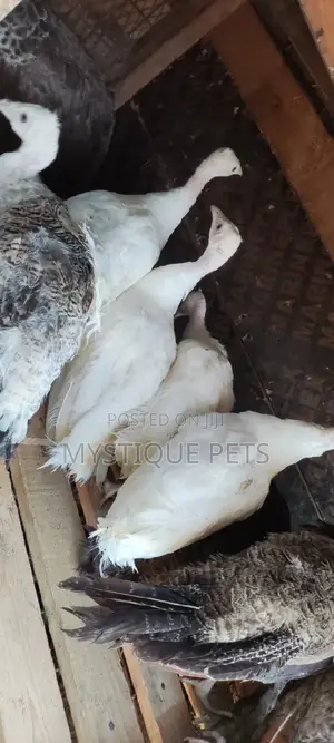 White Peacocks