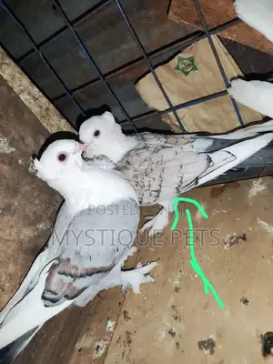 Setinet Pigeons