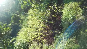 Plots for Sale in Makuyu Mugira Catholic