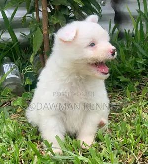 1-3 months Male Purebred Maltese