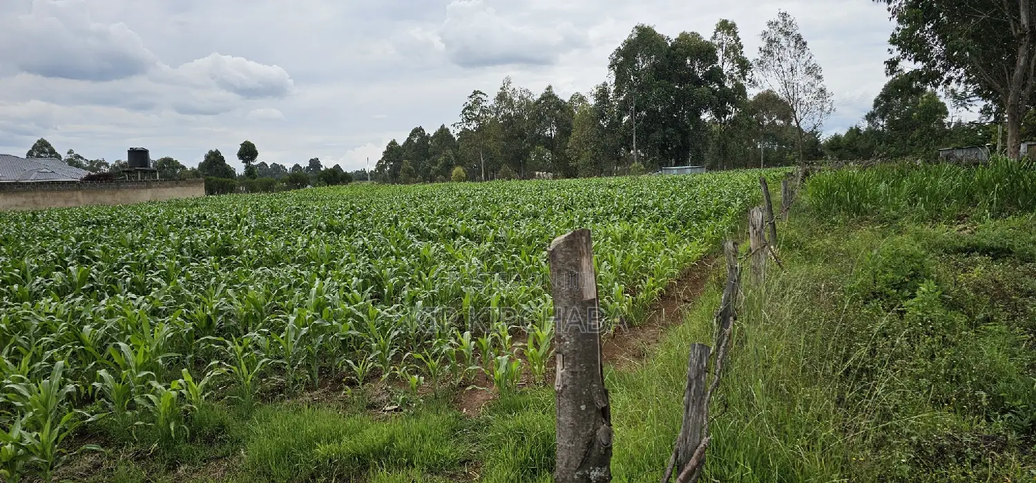 Prime Plots for Sake in Outspan Eldoret