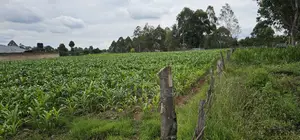 Prime Plots for Sake in Outspan Eldoret
