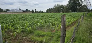 Prime Plots for Sake in Outspan Eldoret