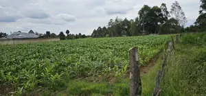 Prime Plots for Sake in Outspan Eldoret