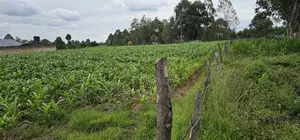 Prime Plots for Sake in Outspan Eldoret