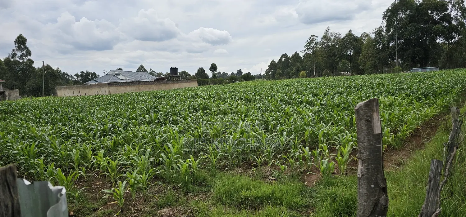 Prime Plots for Sake in Outspan Eldoret