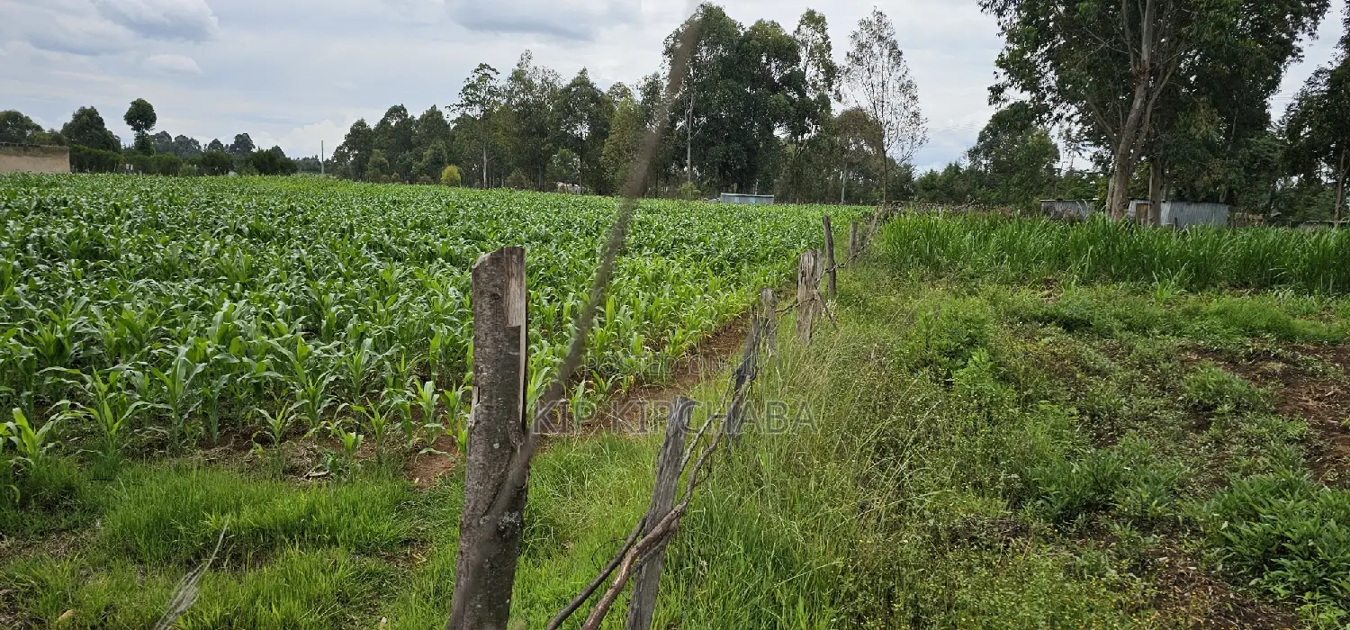 Prime Plots for Sake in Outspan Eldoret
