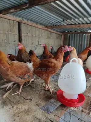 Mature Improved Kienyeji Chicken for Sale
