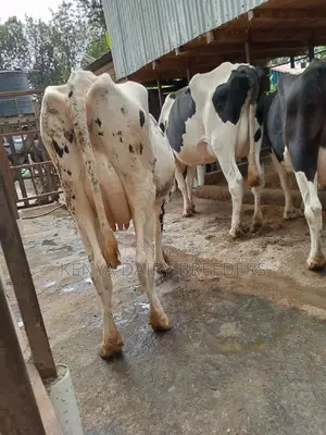 Milking Cows