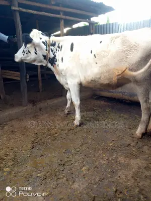 Incalf Heifers