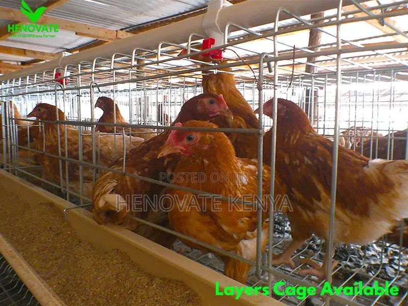 Reliable Durable H-type Layer Cage/Ruiru