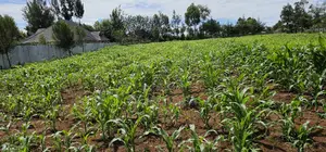 Prime 1⁄2 Acre for Sale in Kiplombe Eldoret