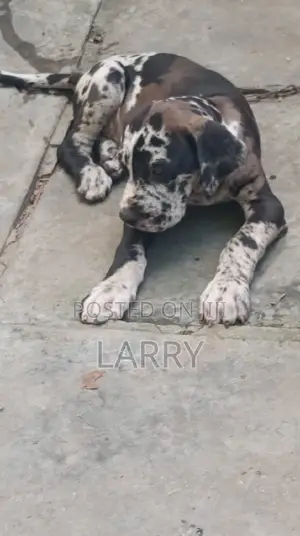 1-3 months Male Purebred Great Dane