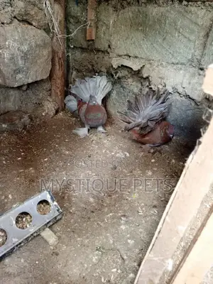 Indian Blue Peacock