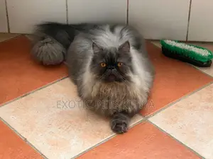 6-12 months Male Purebred Persian