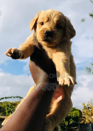 1-3 months Male Purebred Golden Retriever