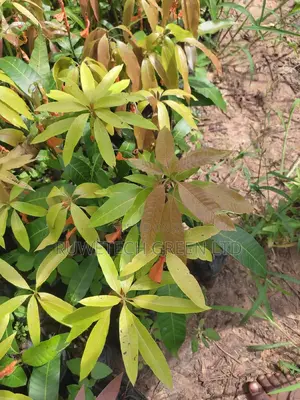 Kent Mangoes