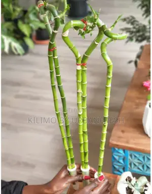 Lucky Bamboo Straight Curvy Tall