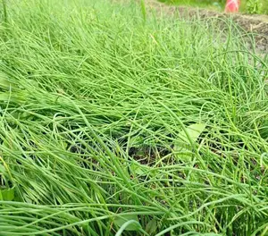 Onion Seedlings : Neptune /Malbec /Redcoach F1 Bunch of 600.