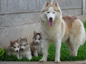 1-3 months Male Purebred Siberian Husky
