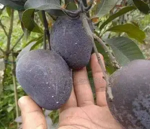 Black Mango Seedlings