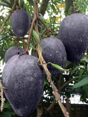 Black Mango Seedlings