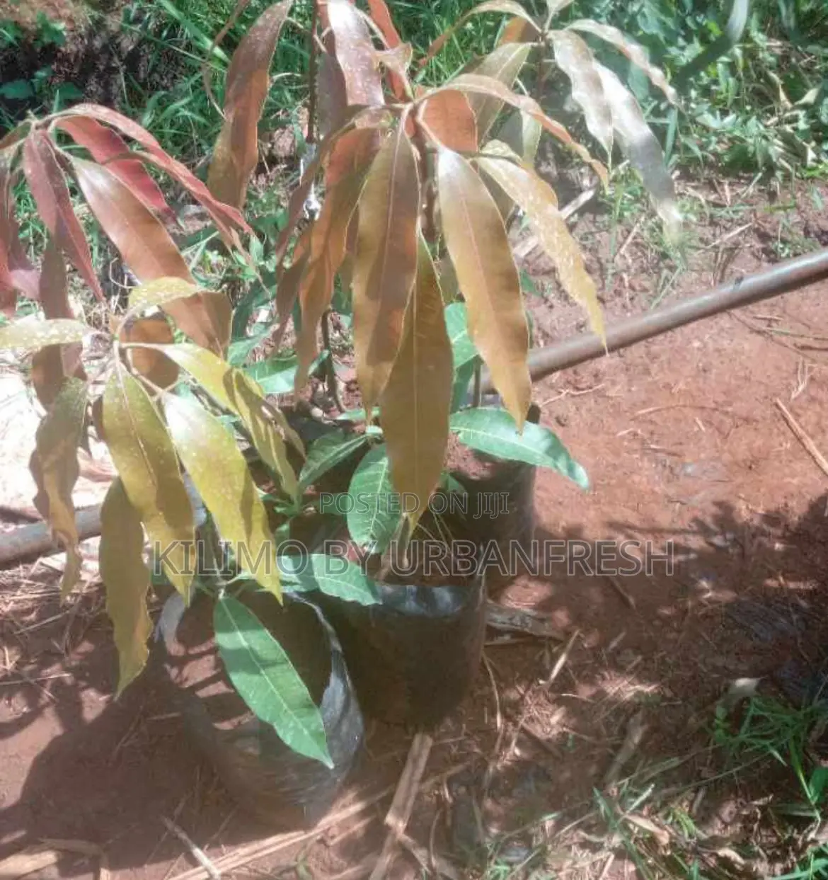Black Mango Seedlings