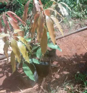 Black Mango Seedlings