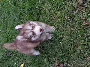 1-3 months Female Purebred Siberian Husky