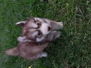 1-3 months Male Purebred Siberian Husky