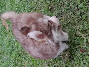 1-3 months Female Purebred Siberian Husky