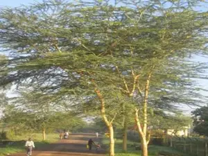 Acacia Thorny/Naivasha Tree Seedling (Moq 3000)